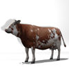Cattle Multi- Breed (morphing figure & 12 cattle breed set for Poser), Montbeliarde Steer rendered in Poser Firefly
