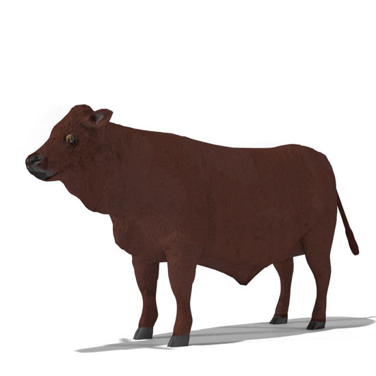Cattle Multi- Breed (morphing figure & 12 cattle breed set for Poser)Simmental Steer rendered in Poser Firefly