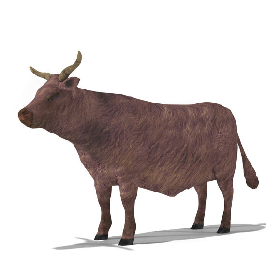 Cattle Multi- Breed (morphing figure & 12 cattle breed set for Poser)Scottish Highlander Steer rendered in Poser Firefly