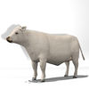 Cattle Multi- Breed (morphing figure & 12 cattle breed set for Poser)Charolais Steer rendered in Poser Firefly