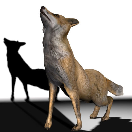 Red Fox animated 3d figure for Poser