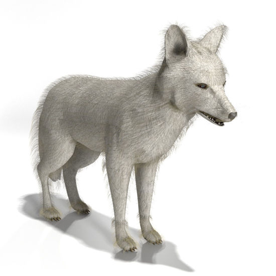 Arctic Fox animated 3d figure for Poser