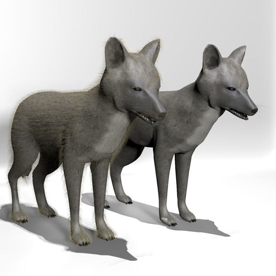 Silver Fox animated 3d figure for Poser