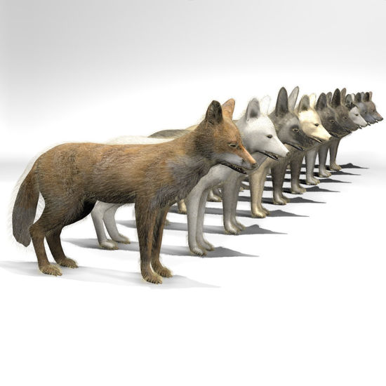 Fox multi-species animated 3d figure for Poser