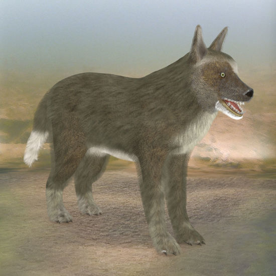Wolf Pack Multi-Species  Persian Wolf for Poser