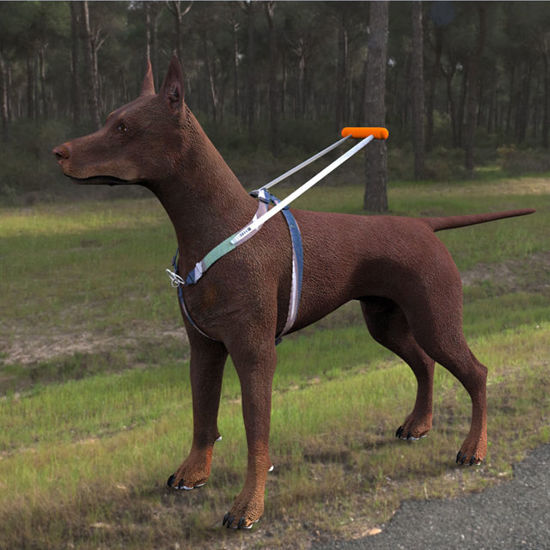 Picture of Dog Harness Model