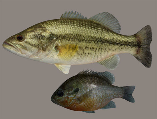 Picture of Largemouth Bass and Bream Fish Models with Morphs