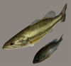 Picture of Largemouth Bass and Bream Fish Models with Morphs