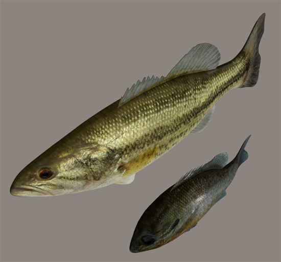 Largemouth Bass and Bream Fish Models with Morphs