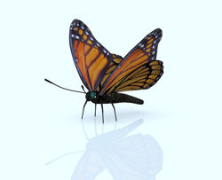 Viceroy Butterfly Model with Movements