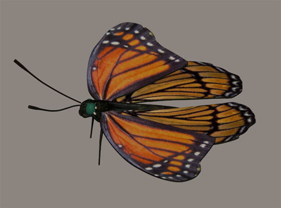 Picture of Viceroy Butterfly Model with Movements