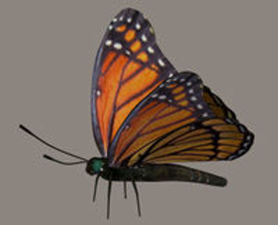 Picture of Viceroy Butterfly Model with Movements