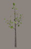 Picture of Small Sidewalk / Landscaping Tree Model