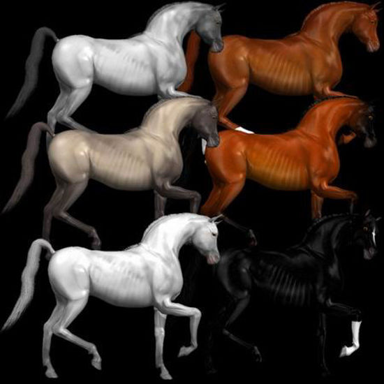 Picture of Arabian horses