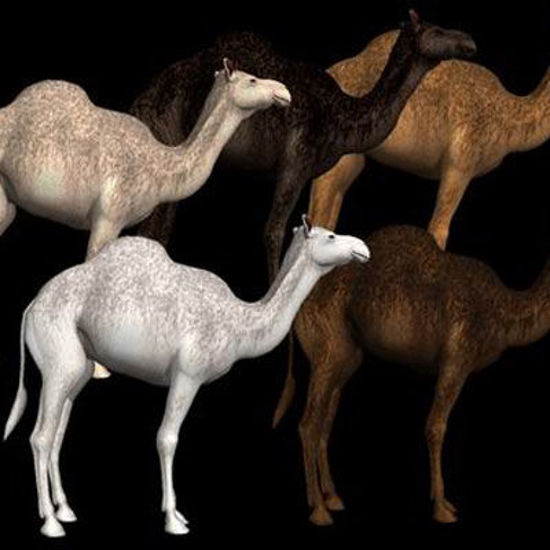 Picture of Camels