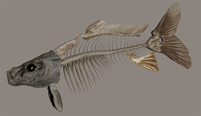 Dead Fish Skeleton Model