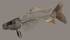 Picture of Dead Fish Skeleton Model