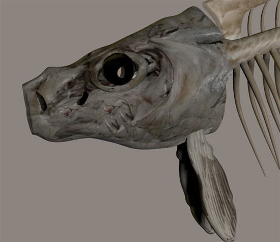 Picture of Dead Fish Skeleton Model