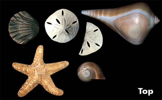 Picture of Sea Shells Model Set