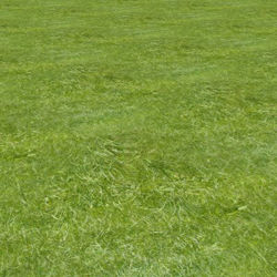 Seamless Long Green Grass - 1420x1110