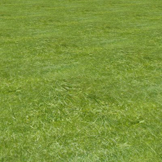 Picture of Seamless Long Green Grass - 1420x1110