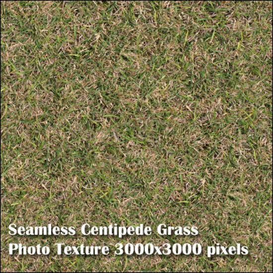 Picture of Eight Seamless Photo Textures of Grass and Yard 3000x3000 pixels - Centipede-Grass