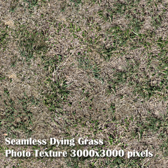 Picture of Eight Seamless Photo Textures of Grass and Yard 3000x3000 pixels - Dying-Grass