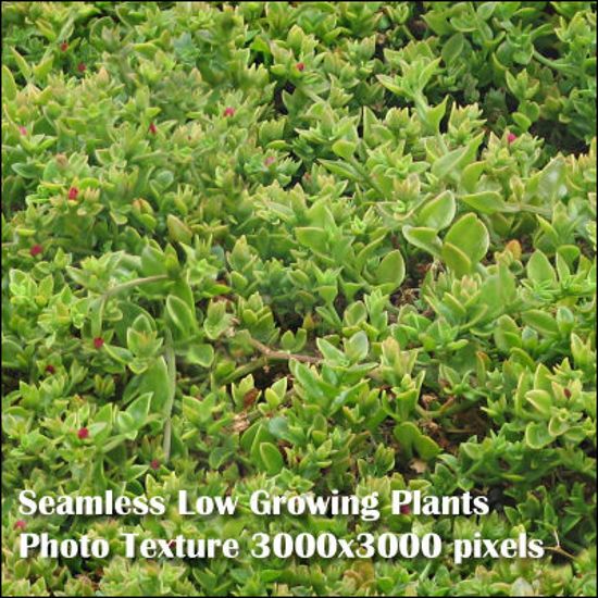 Picture of Eight Seamless Photo Textures of Grass and Yard 3000x3000 pixels - Low-Growing-Plants