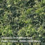 Picture of Eight Seamless Photo Textures of Grass and Yard 3000x3000 pixels - Weather-Damaged-Grass