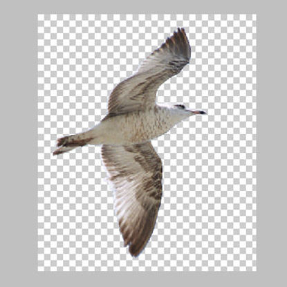 Picture of Flying Seagull on Transparent Background