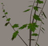 Picture of Young Maple Tree Plant Model