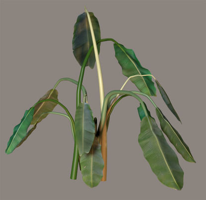 Picture of Banana Tree Plant Model