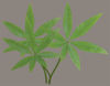 Picture of Small Green Bush Plant Model