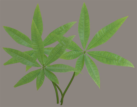 Picture of Small Green Bush Plant Model