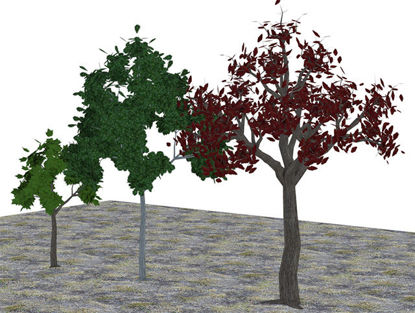 Picture of Three Medium Size Tree Models