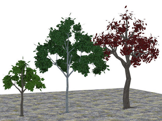 Picture of Three Medium Size Tree Models