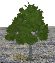 Landscaping Bush Model
