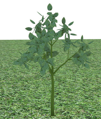 Picture of Small Green Plant Model
