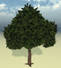 Picture of Ornamental Cherry Tree Model