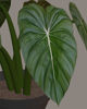Picture of Artificial Potted Plant Model