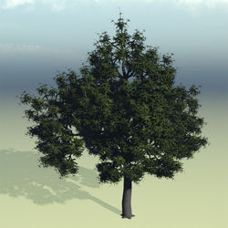 Large Water Oak Tree Model