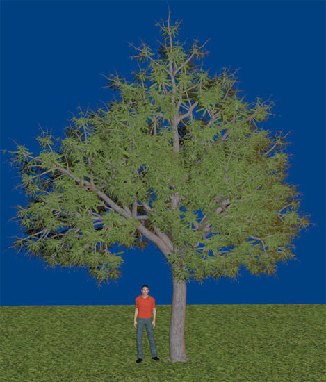 Picture of Large Water Oak Tree Model