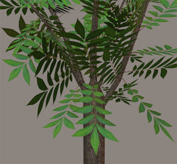 Young Pecan Tree Model