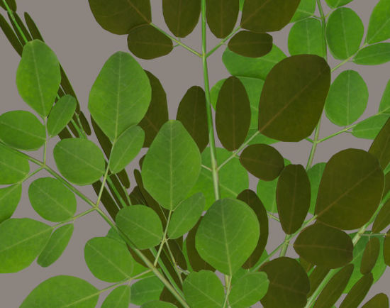 Picture of Moringa Plant Model