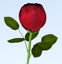 Picture of Long Stem Red Rose Model