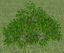 Picture of Ground Cover Plant Model 1 - Poser and DAZ Studio Format