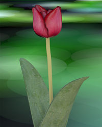 Tulip Plant Model 2 - Poser and DAZ Studio Format