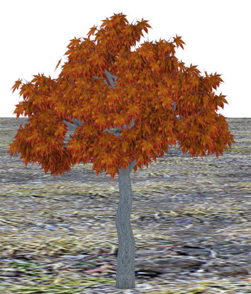 Picture of Medium Size Fall Maple Tree Model - Poser and DAZ Studio Format