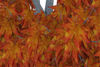 Picture of Medium Size Fall Maple Tree Model - Poser and DAZ Studio Format
