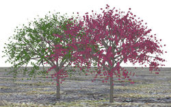 Red and Green Dogwood Tree Models - Poser and DAZ Studio Format